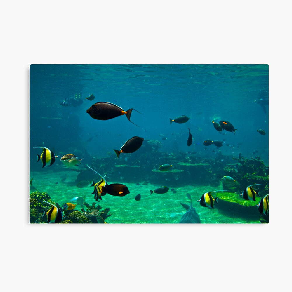 Fish Tank Canvas Print