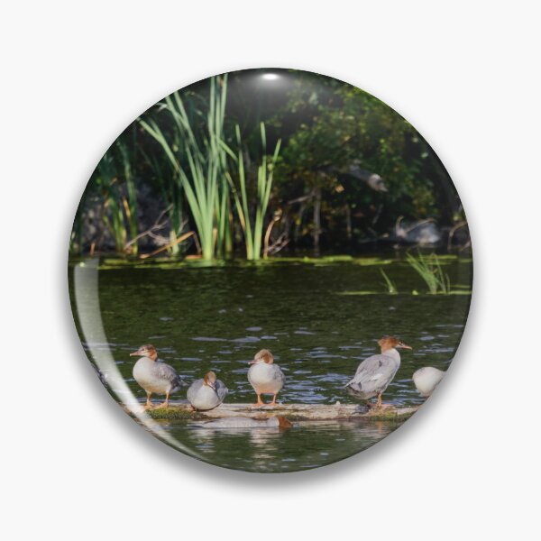 Item preview, Grouprest. Common merganser designed and sold by Jouko Lehto Photography.