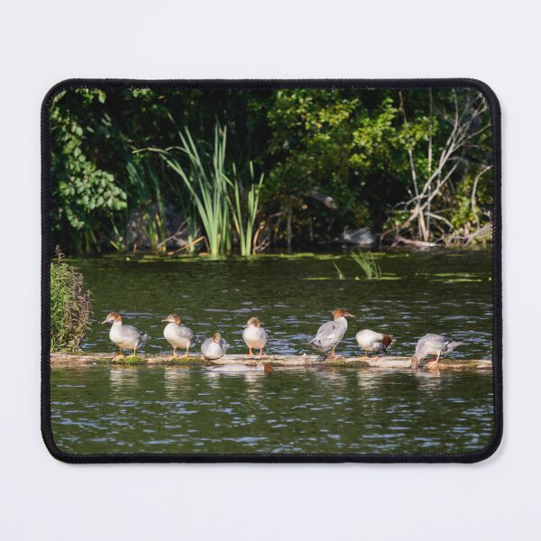 Item preview, Grouprest. Common merganser designed and sold by Jouko Lehto Photography.