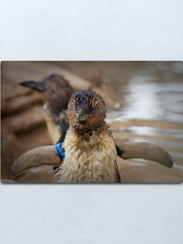 Alternate view of I can fly... Metal Print