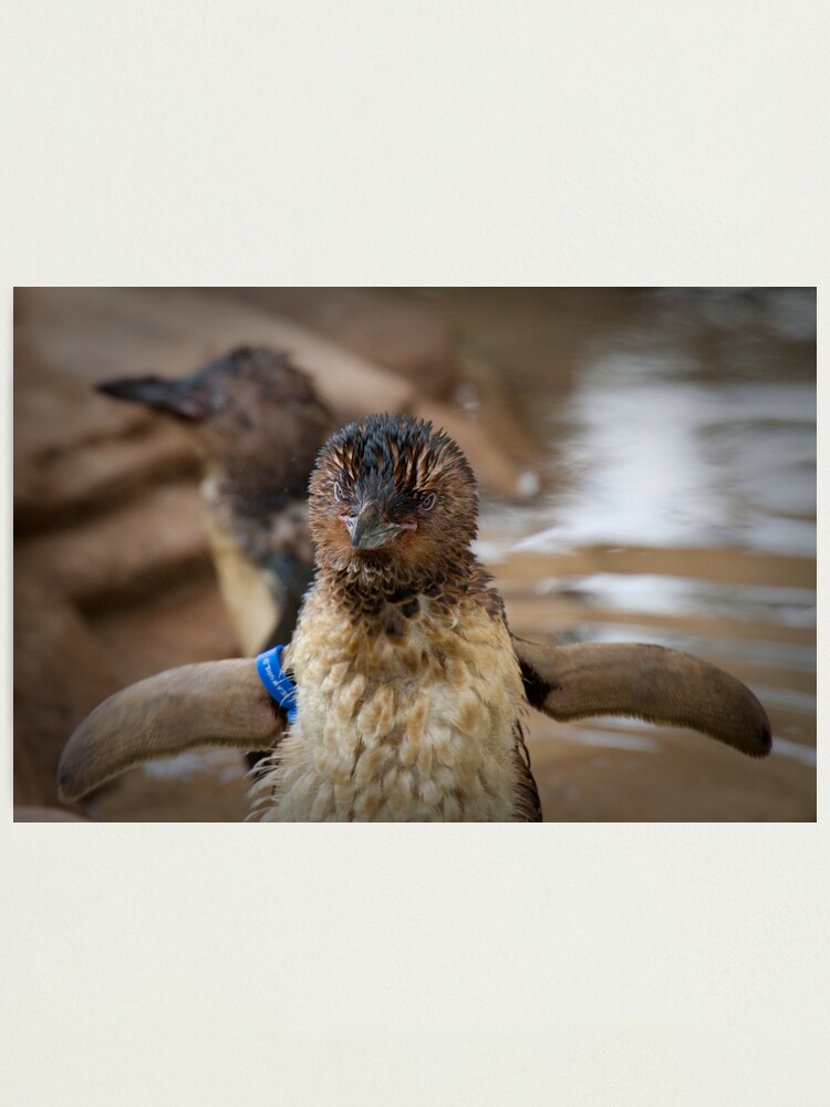 Alternate view of I can fly... Photographic Print
