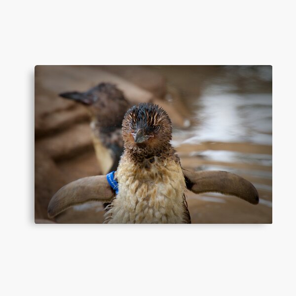 I can fly... Canvas Print