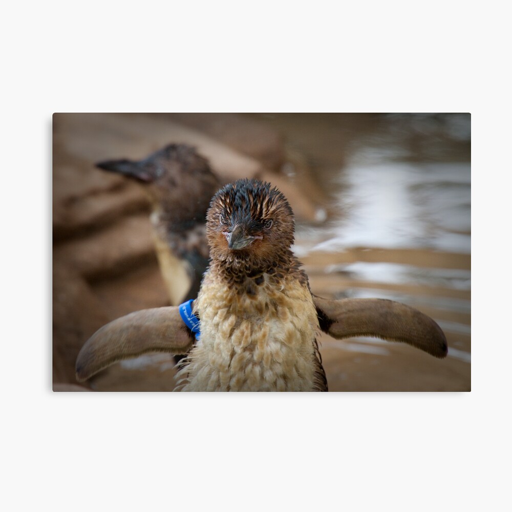 I can fly... Canvas Print