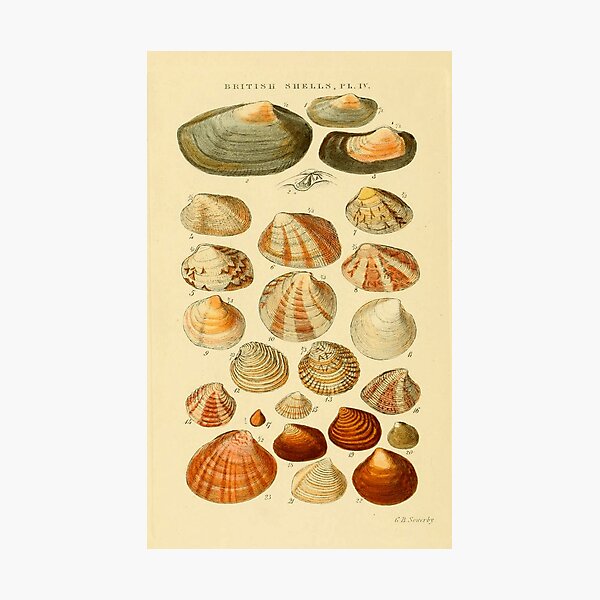 Item preview, BRITISH SHELLS designed and sold by Simone1962.
