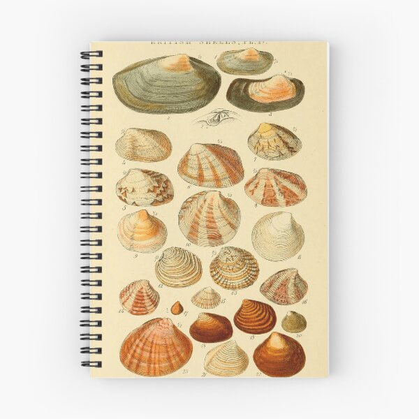 Item preview, BRITISH SHELLS designed and sold by Simone1962.