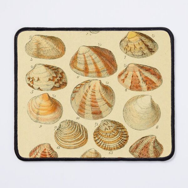 Item preview, BRITISH SHELLS designed and sold by Simone1962.