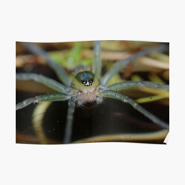 Fishing Spider Poster