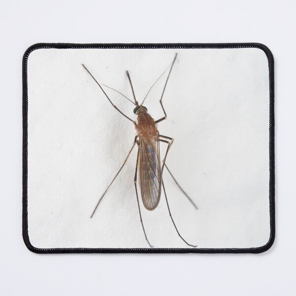 Item preview, Mosquito on the wall designed and sold by SDym Photography.
