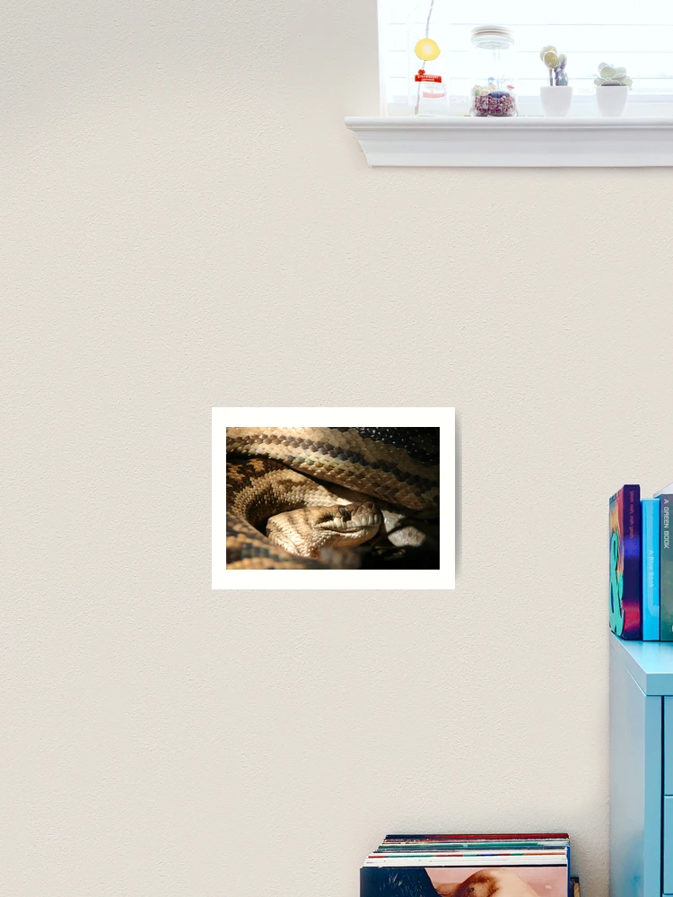 Thumbnail 2 von 3, Kunstdruck, Qld Carpet Python designt und verkauft von InNature.