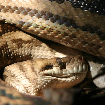 Vorschaubild zum Design Qld Carpet Python von InNature