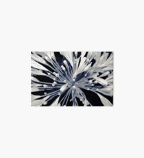 white agapanthus Art Board
