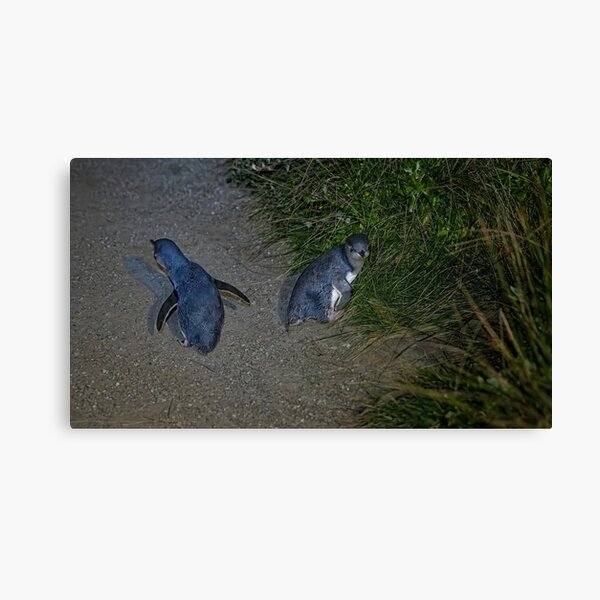 Item preview, Little Penguin 03 designed and sold by GaryParnell.