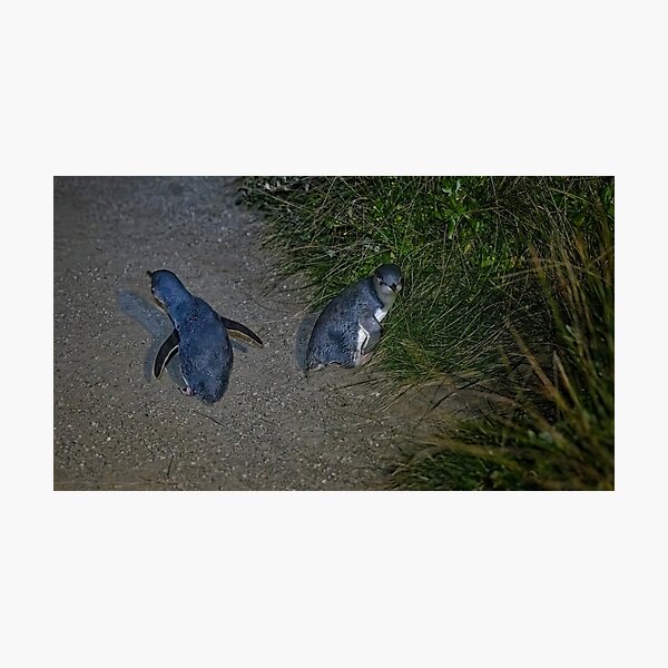 Item preview, Little Penguin 03 designed and sold by GaryParnell.