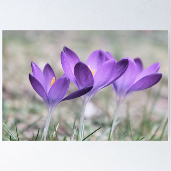 Item preview, Purple Flower Photograph designed and sold by imagination-xox.