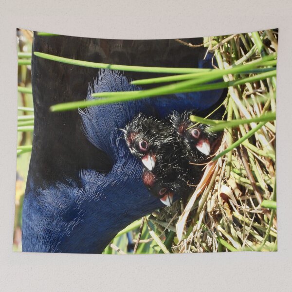 Item preview, Australasian Swamphen chicks designed and sold by Mark Grimsley.