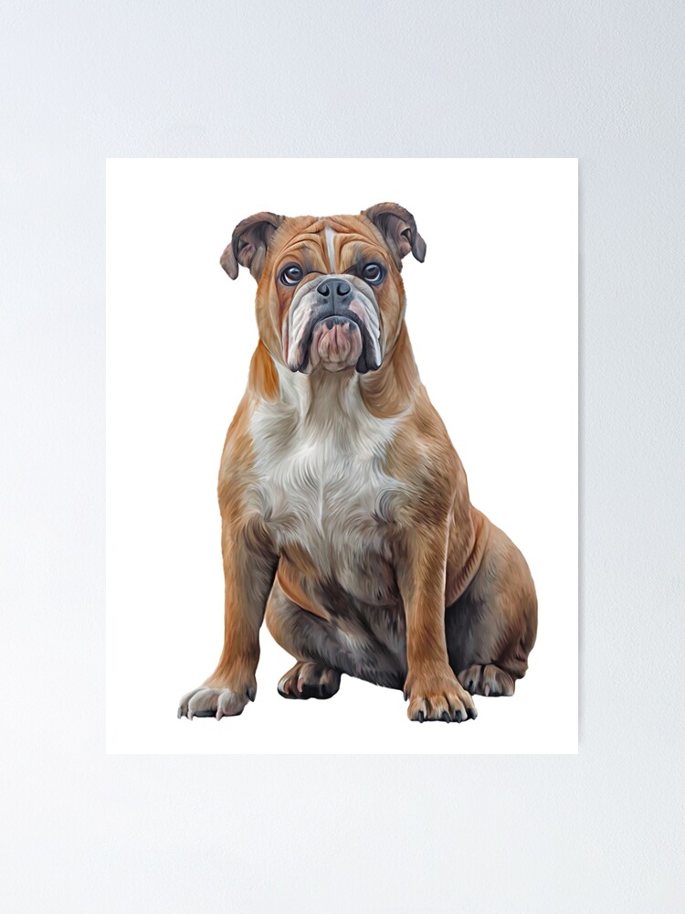 Drawing dog breed English Bulldog portrait oil painting on a white  background. 