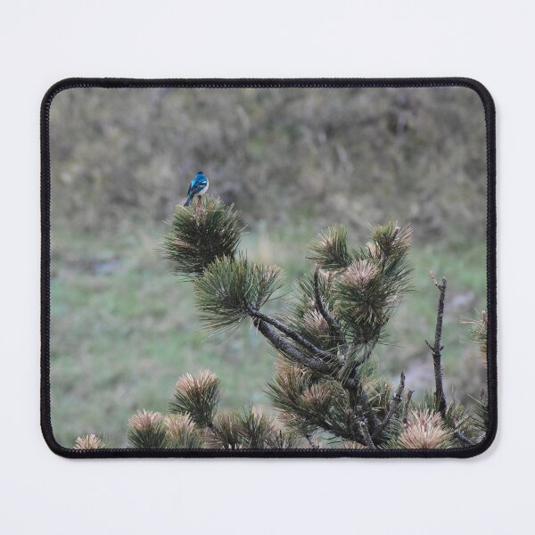 Item preview, Lazuli Bunting designed and sold by YCastle.