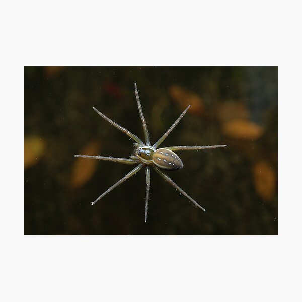 Fishing Spider Photographic Print