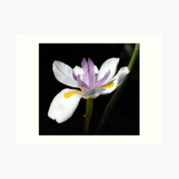 Beauty in the dark. Art Print