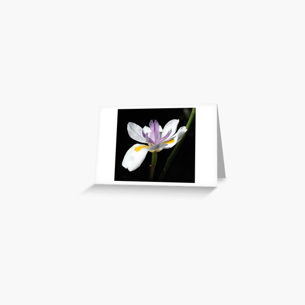 Beauty in the dark. Greeting Card