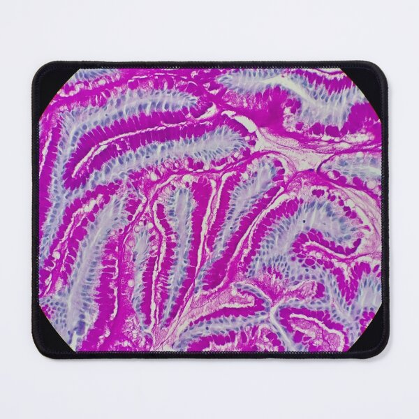 Item preview, Small bowel histology, 40x,, AB/PAS stain designed and sold by Psymier.