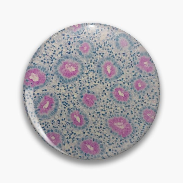 Item preview, Gastric pits histology, AB/PAS stain, 100x designed and sold by Psymier.