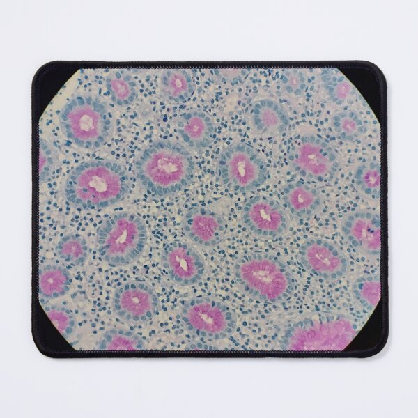 Item preview, Gastric pits histology, AB/PAS stain, 100x designed and sold by Psymier.