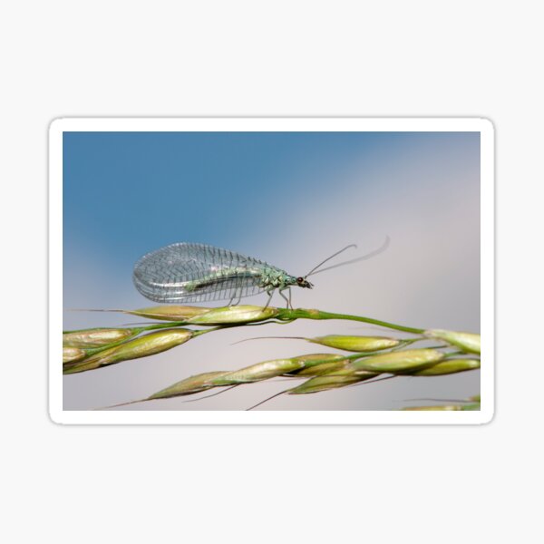 Item preview, Green lacewing (Chrysopa perla) (C022/6530) designed and sold by SciencePhoto.