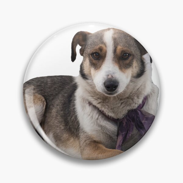 Item preview, Dog Lying Down designed and sold by KGSPhotoArt.