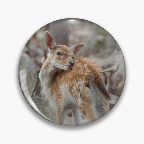 Item preview, Fallow deer fawn grooming designed and sold by WildEncounters.