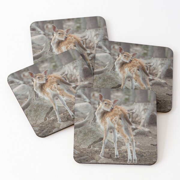 Item preview, Fallow deer fawn grooming designed and sold by WildEncounters.