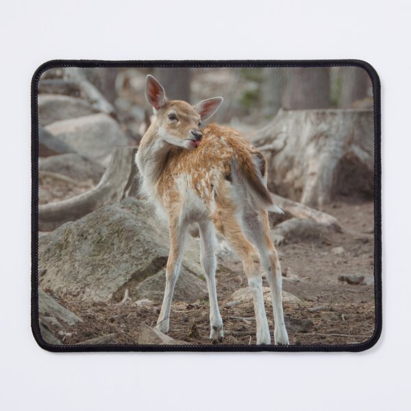 Item preview, Fallow deer fawn grooming designed and sold by WildEncounters.