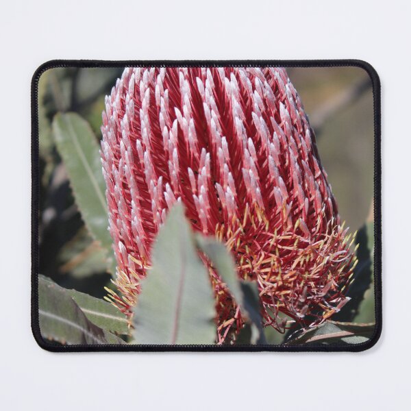 Item preview, Native Banksia species designed and sold by GedSharna.