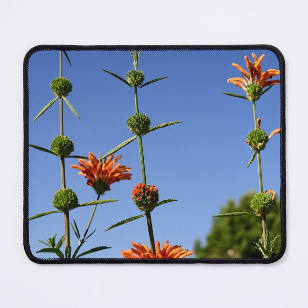 Item preview, Lion's Tail: Summer joy in the garden designed and sold by Susan Henry.
