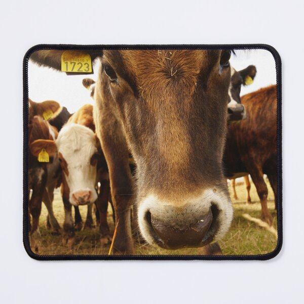 Item preview, the nosy cow designed and sold by Sturmlechner.