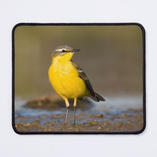 Item preview, Yellow designed and sold by WildEncounters.