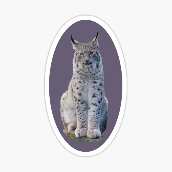 Look - the Lynx is watching you Sticker