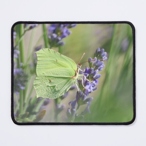Item preview, Common brimstone on lavender designed and sold by WildEncounters.
