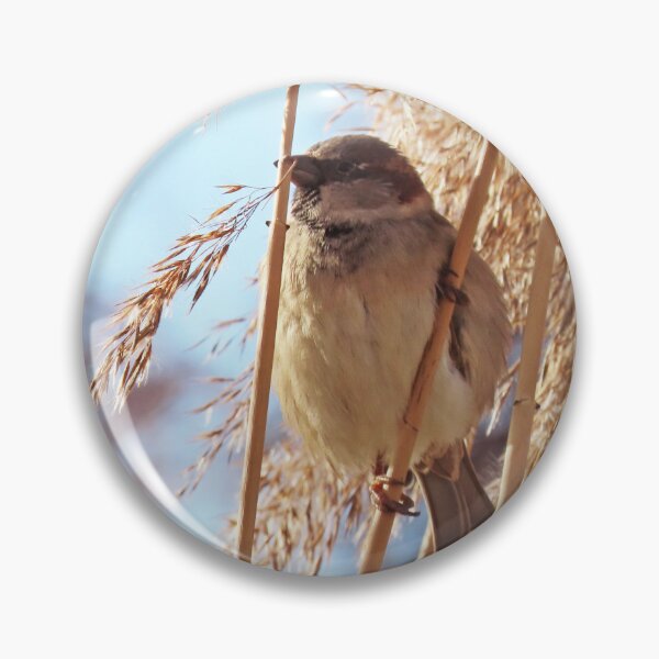Item preview, Male sparrow in the reeds designed and sold by WildEncounters.