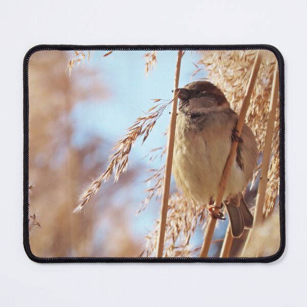 Item preview, Male sparrow in the reeds designed and sold by WildEncounters.