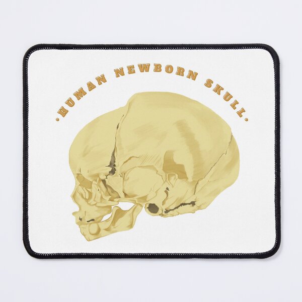 Item preview, Human skull of newborn lateral view - Anatomical Art designed and sold by Carola-art.