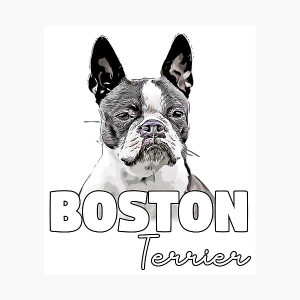 Aperçu de l'œuvre Boston Terrier créée et vendue par WeightPulling.