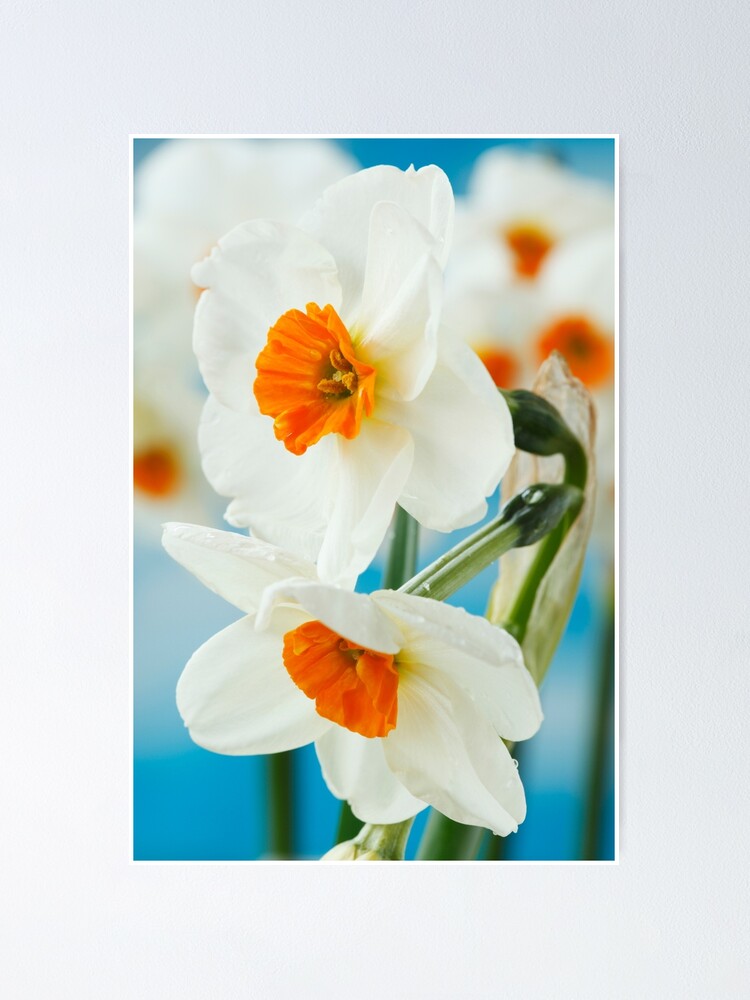 Narcissus Geranium Agm Daffodil Div 8 Tazetta Poster By Chrisburrows Redbubble