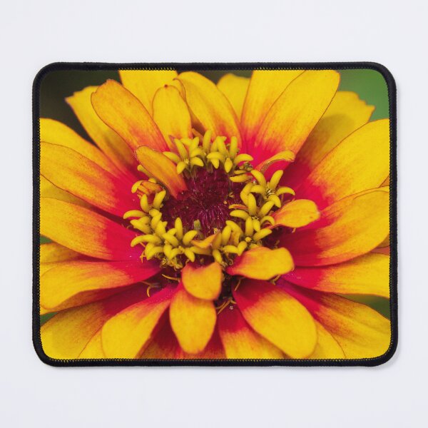 Item preview, Yellow and Red Zinnia Flower designed and sold by TinyDinoDesigns.