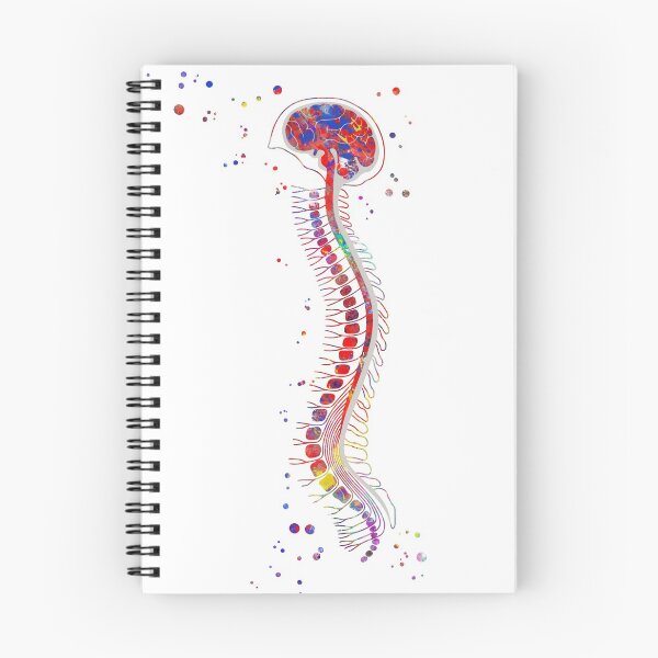 Item preview, Brain with spinal cord, brain anatomy, medical art designed and sold by Rosaliartbook.