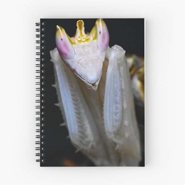 Item preview, Orchid Praying Mantis designed and sold by TUmantis.