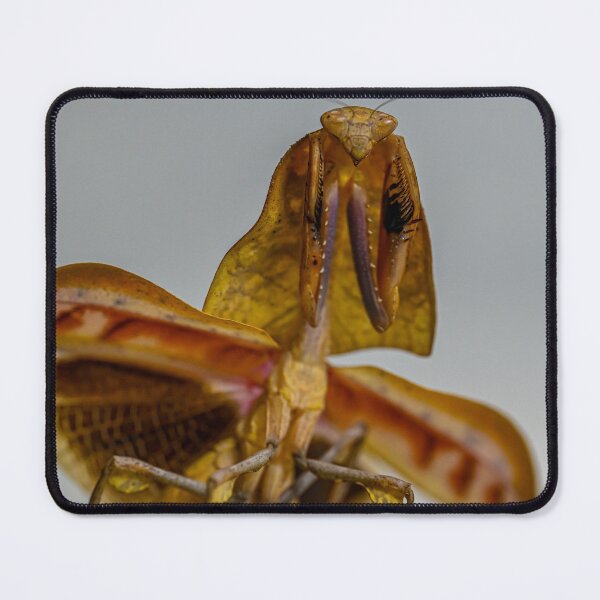 Item preview, Dead leaf mantis threat designed and sold by TUmantis.