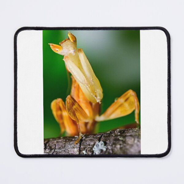Item preview, Male Orchid Mantis designed and sold by TUmantis.