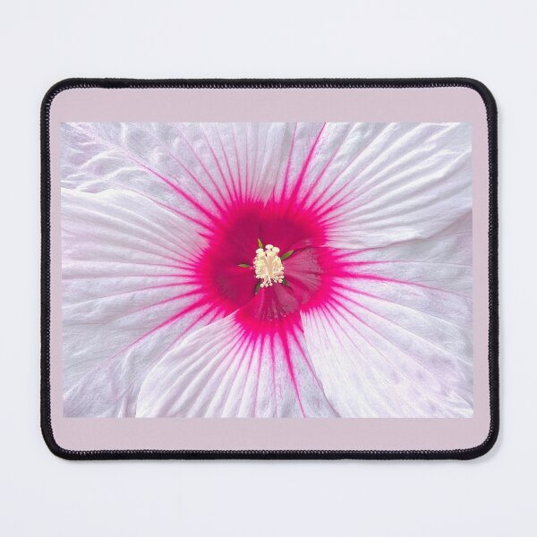 Item preview, The gorgeous face of a Dinner Plate Hibiscus designed and sold by Patti Melfi.