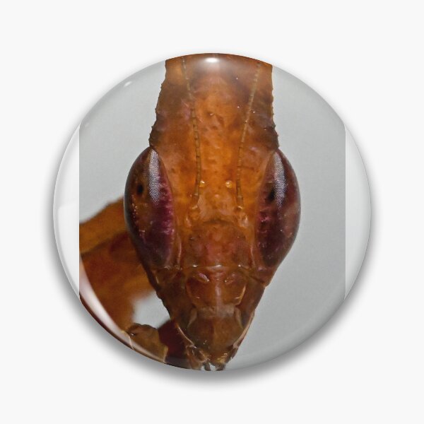 Item preview, Ghost mantis red/brown designed and sold by TUmantis.